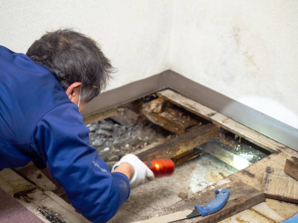 Best Certified Mold Removal  in Little Elm, TX