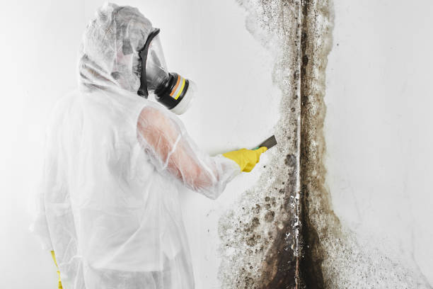 Best Residential Mold Removal  in Little Elm, TX