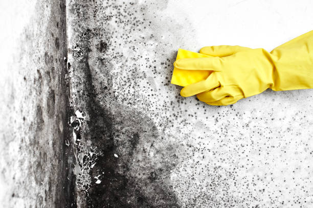 Best Mold Cleaning Services  in Little Elm, TX
