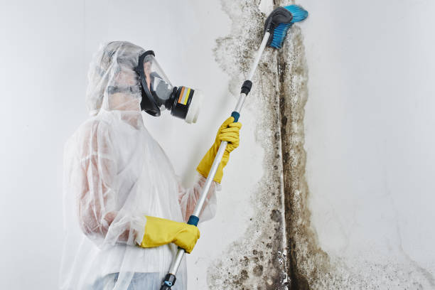 Best Emergency Mold Removal  in Little Elm, TX