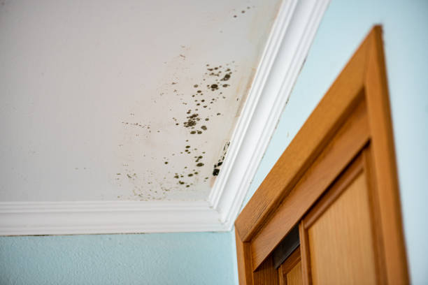 Best Water Damage Restoration  in Little Elm, TX