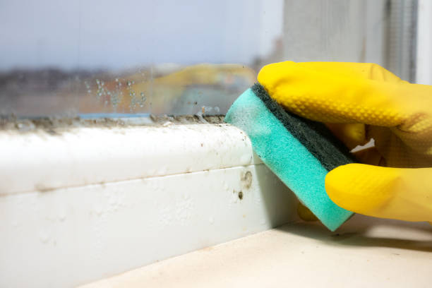 Best Local Mold Removal Service  in Little Elm, TX
