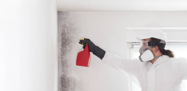 Trusted Little Elm, TX Mold Removal Experts