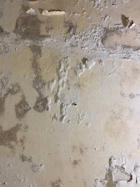 Best Mold Remediation  in Little Elm, TX