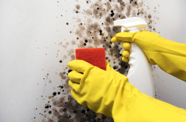 Best Affordable Mold Removal  in Little Elm, TX