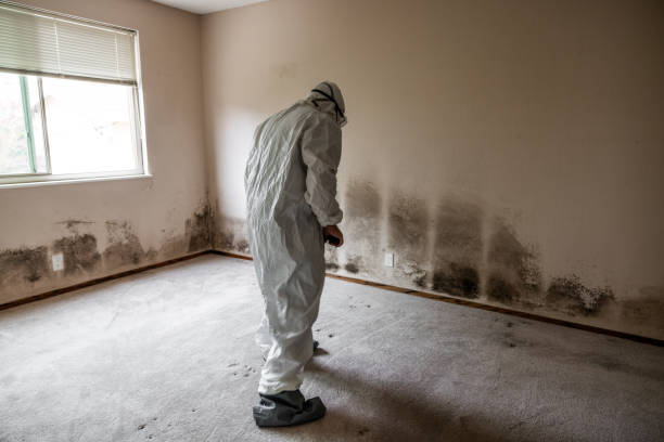 Best Emergency Mold Removal  in Little Elm, TX