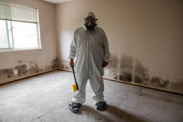 Best Mold Damage Repair  in Little Elm, TX