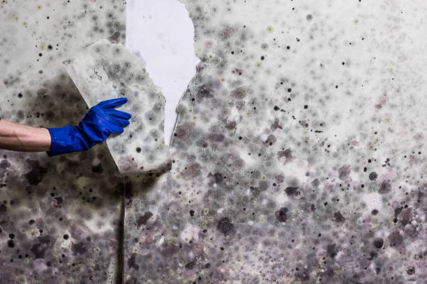 Best Fast Mold Removal  in Little Elm, TX
