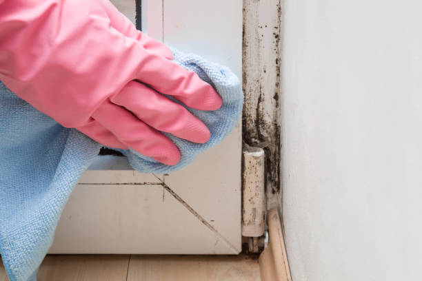 Best Toxic Mold Removal  in Little Elm, TX